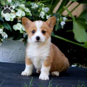 Atlas, Pembroke Welsh Corgi Puppy