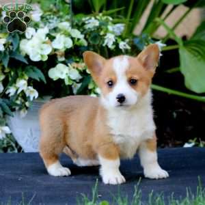 Atlas, Pembroke Welsh Corgi Puppy