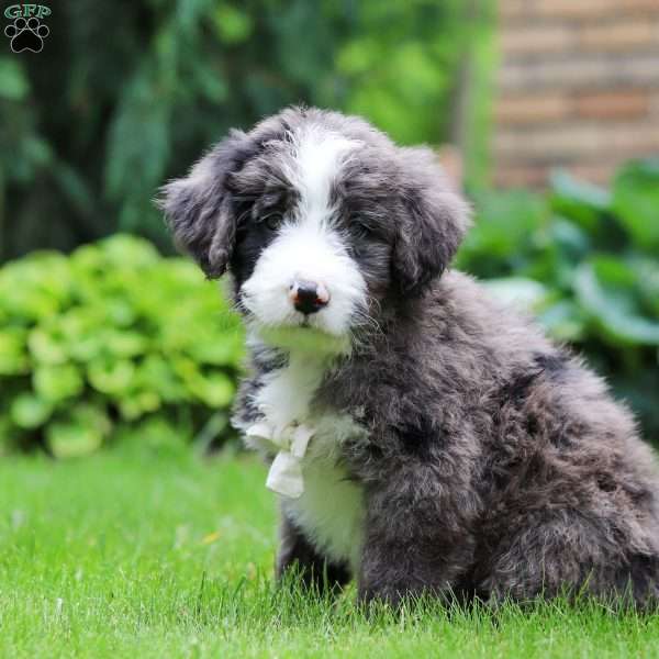 Atlas, Bernedoodle Puppy