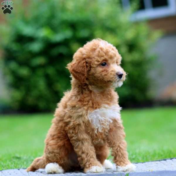 Audrey, Miniature Poodle Puppy