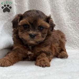 Audrey, Shih-Poo Puppy
