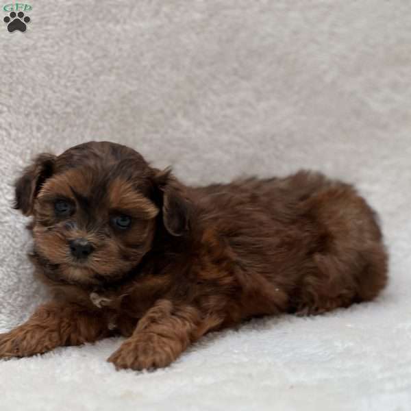Audrey, Shih-Poo Puppy