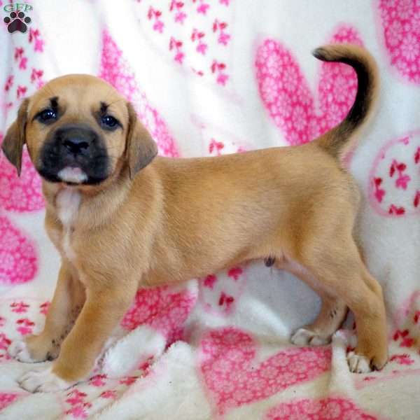 August, Labrador Mix Puppy