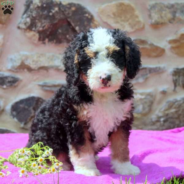 Austin, Mini Bernedoodle Puppy