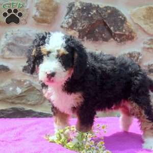 Austin, Mini Bernedoodle Puppy