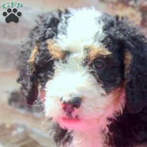 Austin, Mini Bernedoodle Puppy