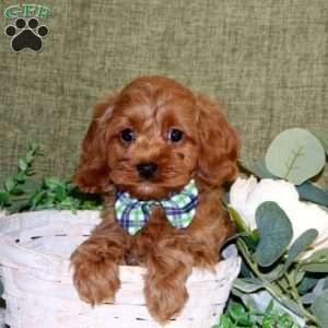 Austin, Cavapoo Puppy