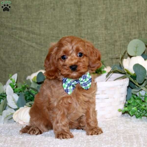 Austin, Cavapoo Puppy
