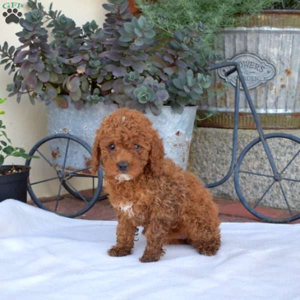 Autumn, Miniature Poodle Puppy