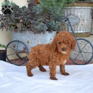 Autumn, Miniature Poodle Puppy