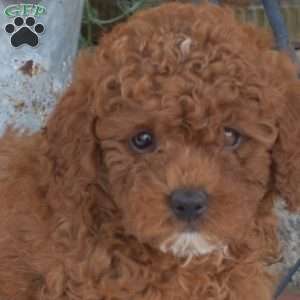 Autumn, Miniature Poodle Puppy