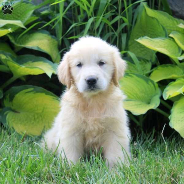 Ava, English Cream Golden Retriever Puppy