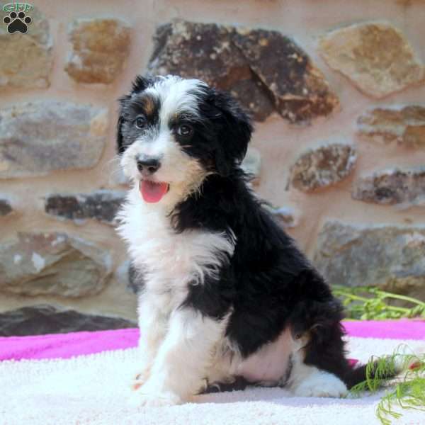 Ava, Mini Bernedoodle Puppy