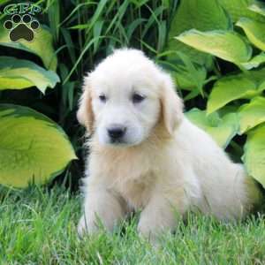 Ava, English Cream Golden Retriever Puppy