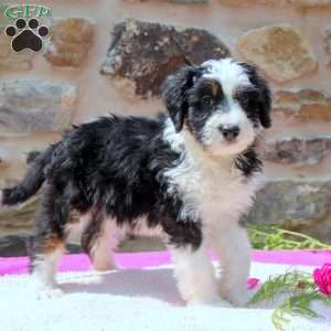Ava, Mini Bernedoodle Puppy