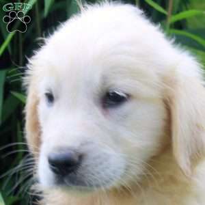 Ava, English Cream Golden Retriever Puppy