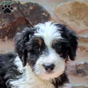Ava, Mini Bernedoodle Puppy
