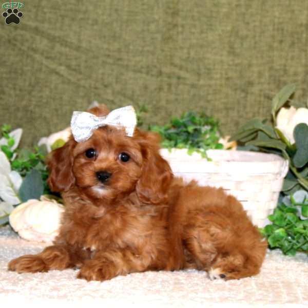 Ava, Cavapoo Puppy