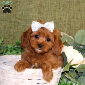Ava, Cavapoo Puppy