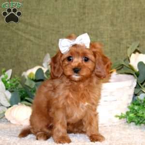 Ava, Cavapoo Puppy