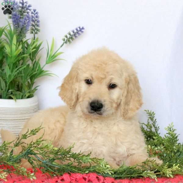 Axel, Goldendoodle Puppy