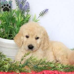 Axel, Goldendoodle Puppy
