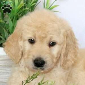 Axel, Goldendoodle Puppy