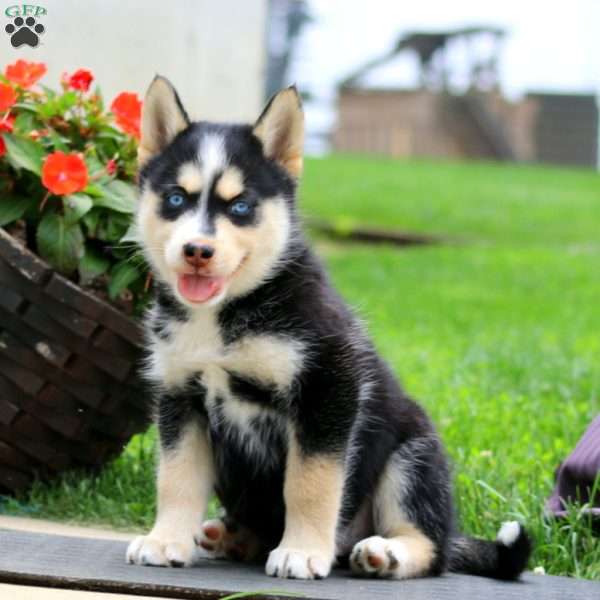 Axel, Pomsky Puppy