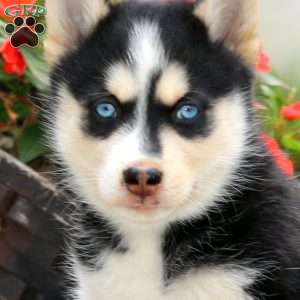 Axel, Pomsky Puppy