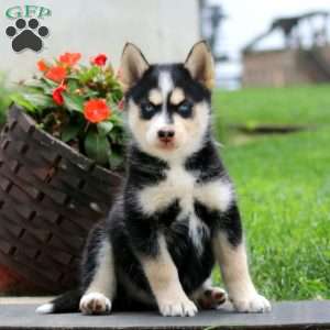 Axel, Pomsky Puppy