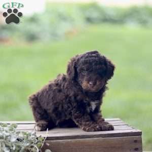 Lando, Cavapoo Puppy