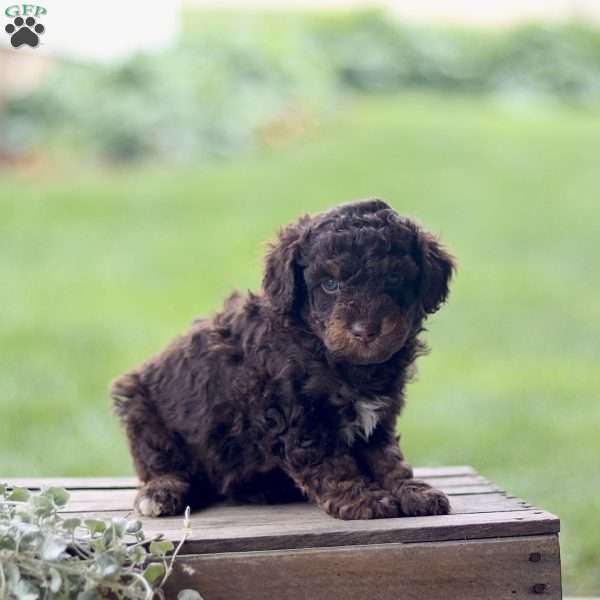 Lando, Cavapoo Puppy