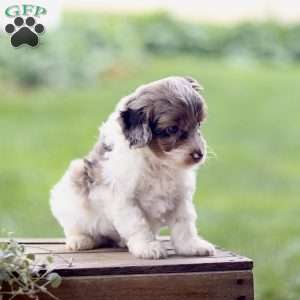 Logan, Cavapoo Puppy
