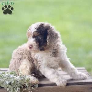 Lex, Cavapoo Puppy