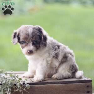 Logan, Cavapoo Puppy