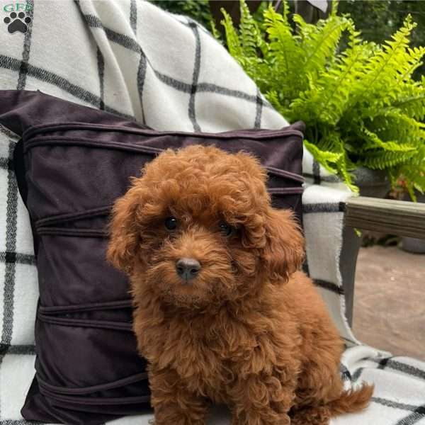 Primrose, Toy Poodle Puppy