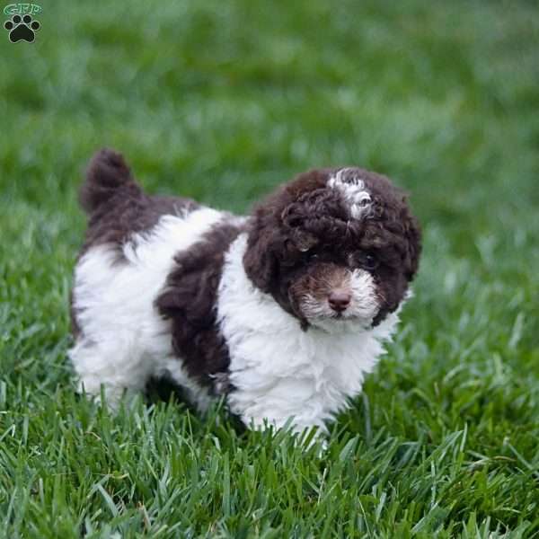 Hayes, Toy Poodle Puppy
