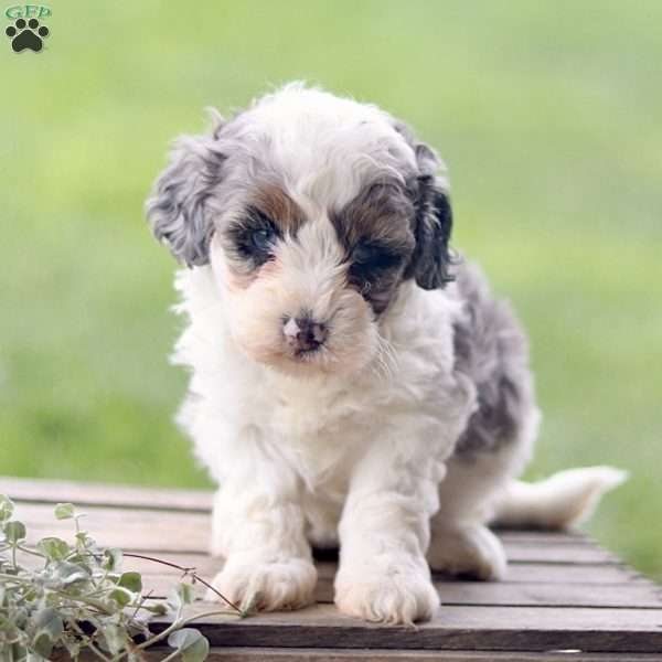 Lily, Cavapoo Puppy