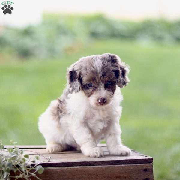 Logan, Cavapoo Puppy