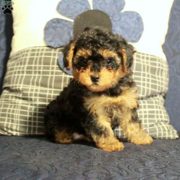 Baby, Yorkie Poo Puppy