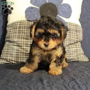 Baby, Yorkie Poo Puppy