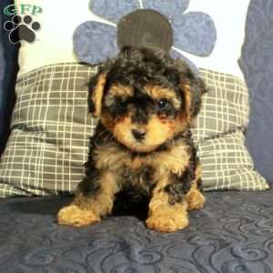Baby, Yorkie Poo Puppy