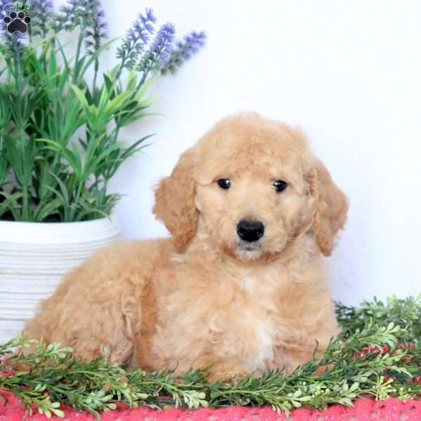Bailey, Mini Goldendoodle Puppy