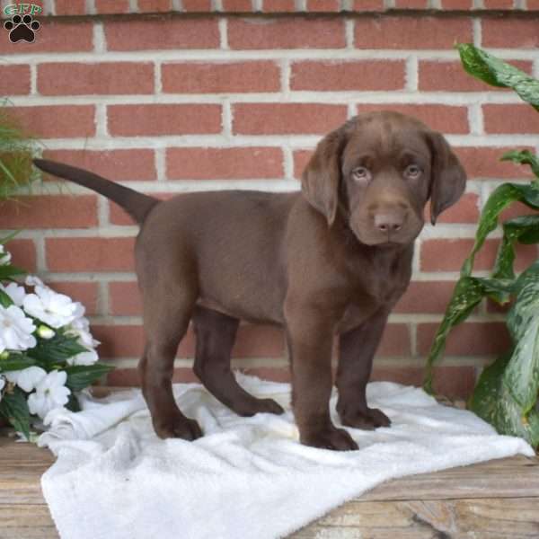 Bailey, Chocolate Labrador Retriever Puppy