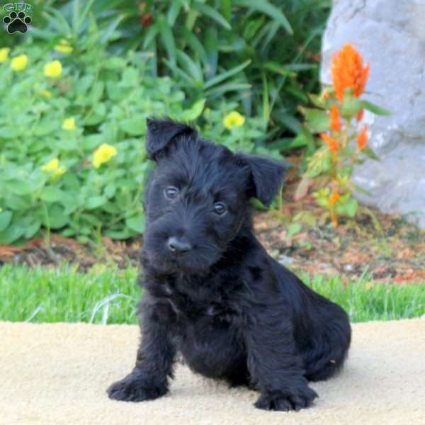 Bailey, Scottish Terrier Puppy