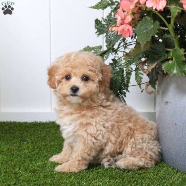 Bailey, Bich-Poo Puppy