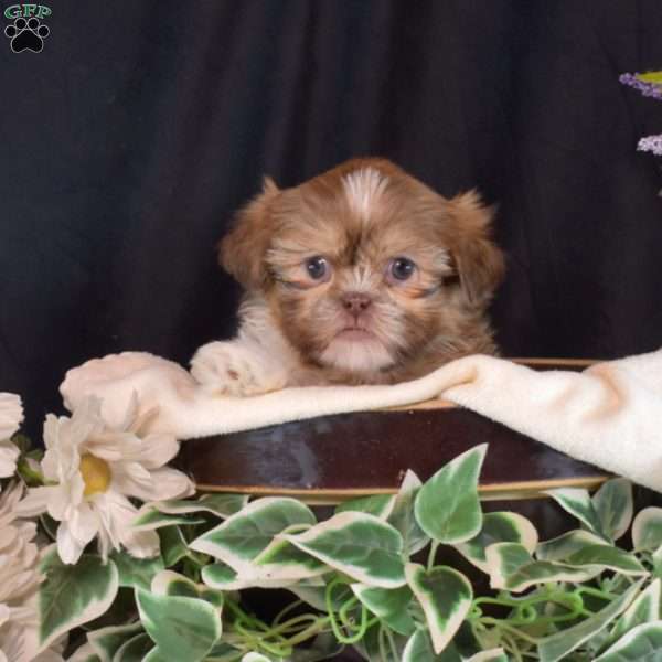Bailey, Shih Tzu Puppy
