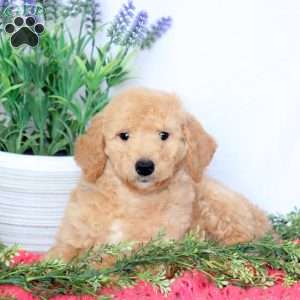 Bailey, Mini Goldendoodle Puppy