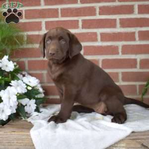 Bailey, Chocolate Labrador Retriever Puppy