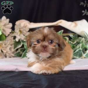Bailey, Shih Tzu Puppy
